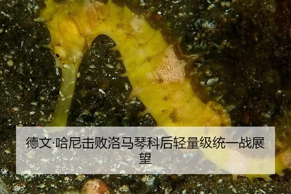 de-wen-ha-ni-ji-bai-luo-ma-qin-ke-hou-qing-liang-ji-tong-yi-zhan-zhan-wang-3-265.jpg